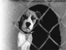 Sad Dog