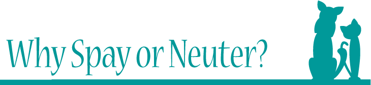 why spay or neuter?